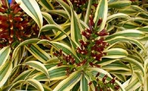Pack 3 Dracaena Red Ruby &amp; Pandanus veitchii &amp; Nev