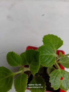 Healthy Live Ajwain Plant