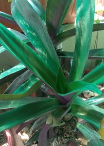 Rooted Rio Plant