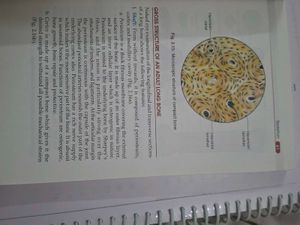 BD Chaurasia's Anatomy Handbook