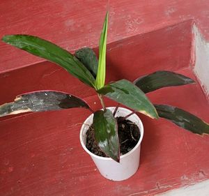 Dracaena Ruby Healthy Plant🌵&amp; Pot