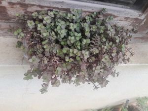 Real Rooted Purple Green Trailing Potted Plant
