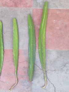 Dragon Fruit Cuttings Plant Live big plan