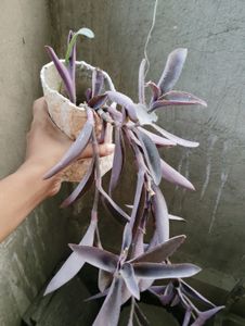 6 Plant Combo With Pot