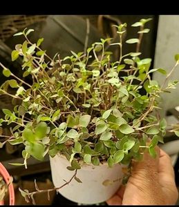 Callisia repens Plants 🌱&amp; pot