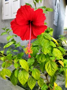 Single Petel Red Hibiscus