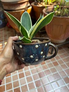 Snake Plant in Decorative Pot