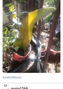 Hybrid Laku And Bramh Kamal Flower Plant
