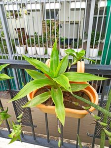 Basket Plant Live