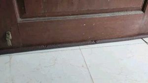 Door Guard pack of 4