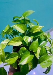Money plant Green Pothos