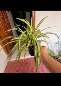 combo of  4 Live plant ☘️☘️☘️