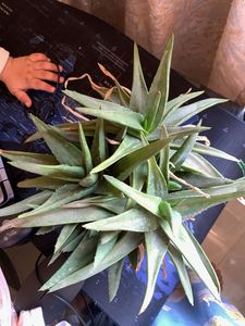 green Aloe variegated