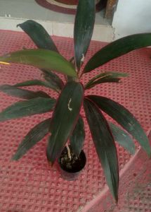 Agmeleies &amp; Dracaena Red Ruby Plant