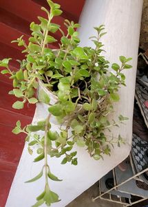 Pack 2 turtles &amp; Pilea Depressa Plant🪴&amp; Pot