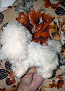 Cute Dog Plush Toy with Sunglasses