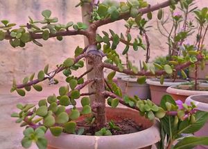 Jade Plant Air Purifier