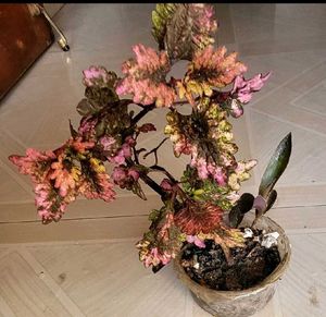 Set 2 Colues Verieties &amp; alocasia Plants🪴