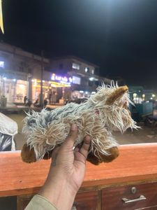 Keel Yorkshire Terrier 'Maisy' Puppy Dog Red