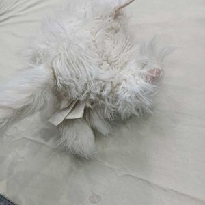 Cute Fluffy🤎 White Kitten Plush Toy