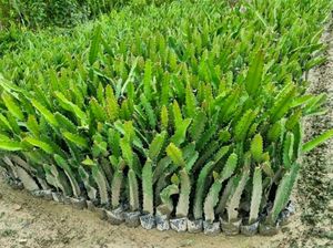 Dragon Fruit Plant Rs.99 Offer Only One Day