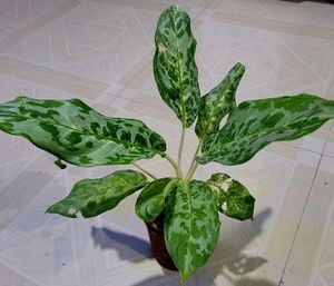 Aglaonema Pearl  Plant 🌵&amp; Pot