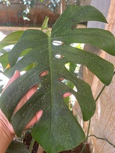 Monstera deliciosa, the Swiss cheese plant