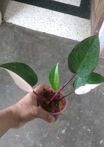 Pink Princess Philodendron Plant