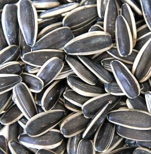 Sunflower Seeds For Gardening