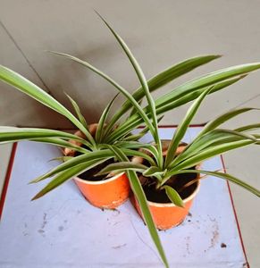 Set of Two Spider Plants Saplings