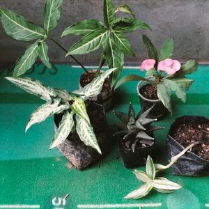 Mix Plants