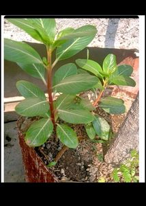 6 Plant With Rooted Combo