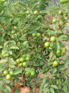 Guava Leaf