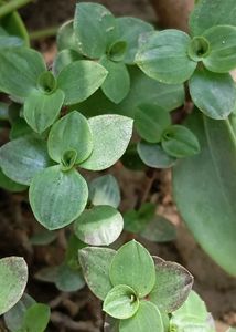 Multi Live Plants