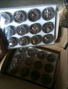OGU Pack Of 24 Pcs. Sambrani Loban Dhoop Cups