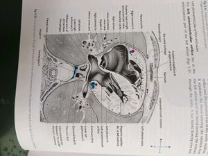 Cunningham's Manual of Practical Anatomy