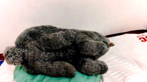 doll pillow and rabbit plushie combo