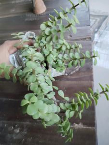Bonsoi Type Plant