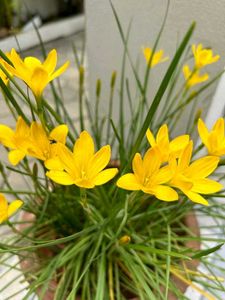 Yellow rain Lily Flowers seeds