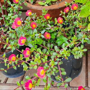 Portulaca