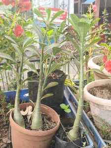 Desert Rose Plant