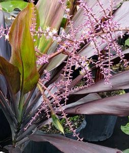 Dracaena Mahatma Plant 🪴 & Pot