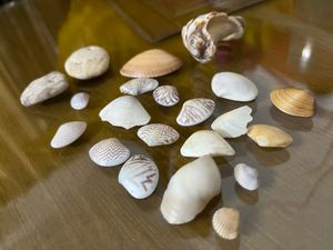 Sea Shells