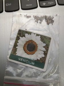 Venidium Flower Seeds
