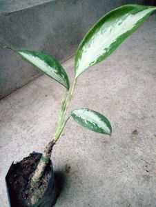 4 Snygonuims N 1 Aglonema Combo