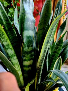 Combo #3 || Adenium, Turtle Vine, Wondering Jew, Snake Plant ||