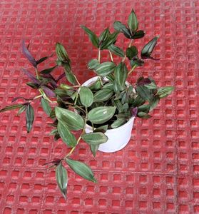 Set 2 Arrowhead &amp; Zabronics PLANT &amp; POT