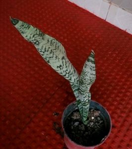 Pack 2 the herbaceous perennial &amp;Dwarf Snake Plant