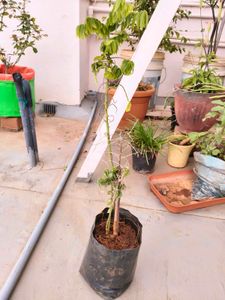Chekurmanis Live Plant