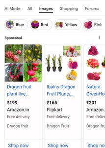 Dragon Fruit Plant Live